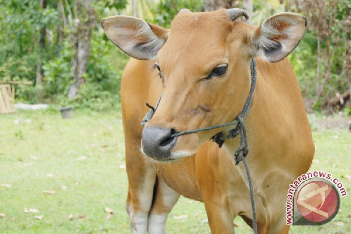 Peternak sapi hasilkan biogas untuk rumah tangga