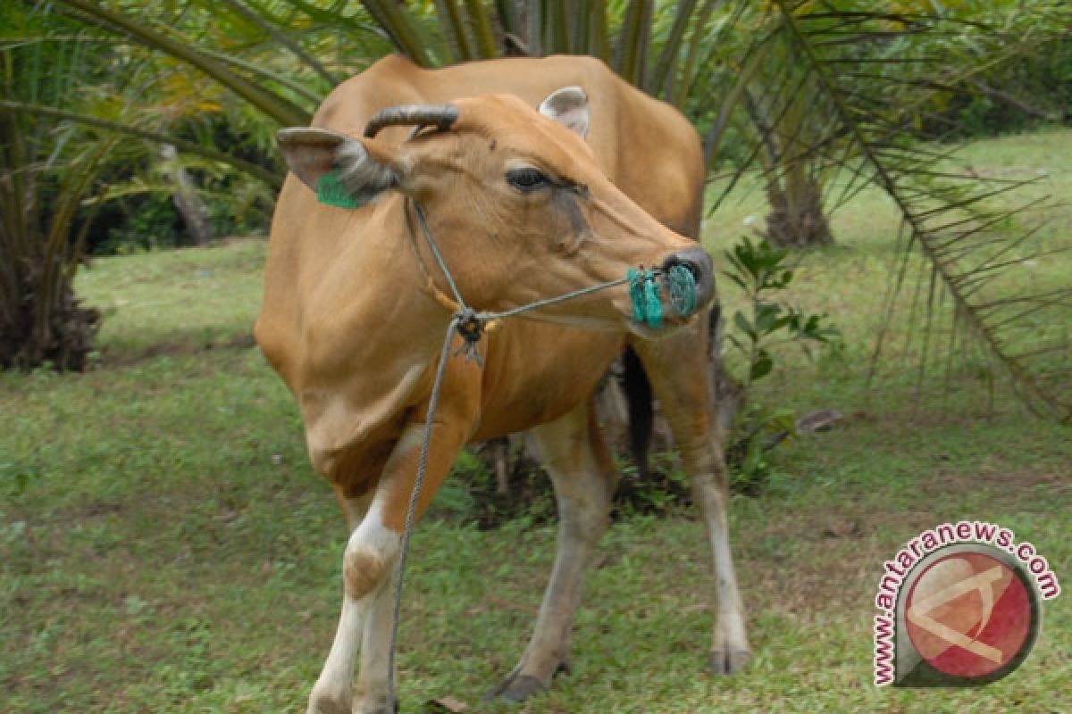 Kelompok tani Mukomuko dapat bantuan ratusan sapi