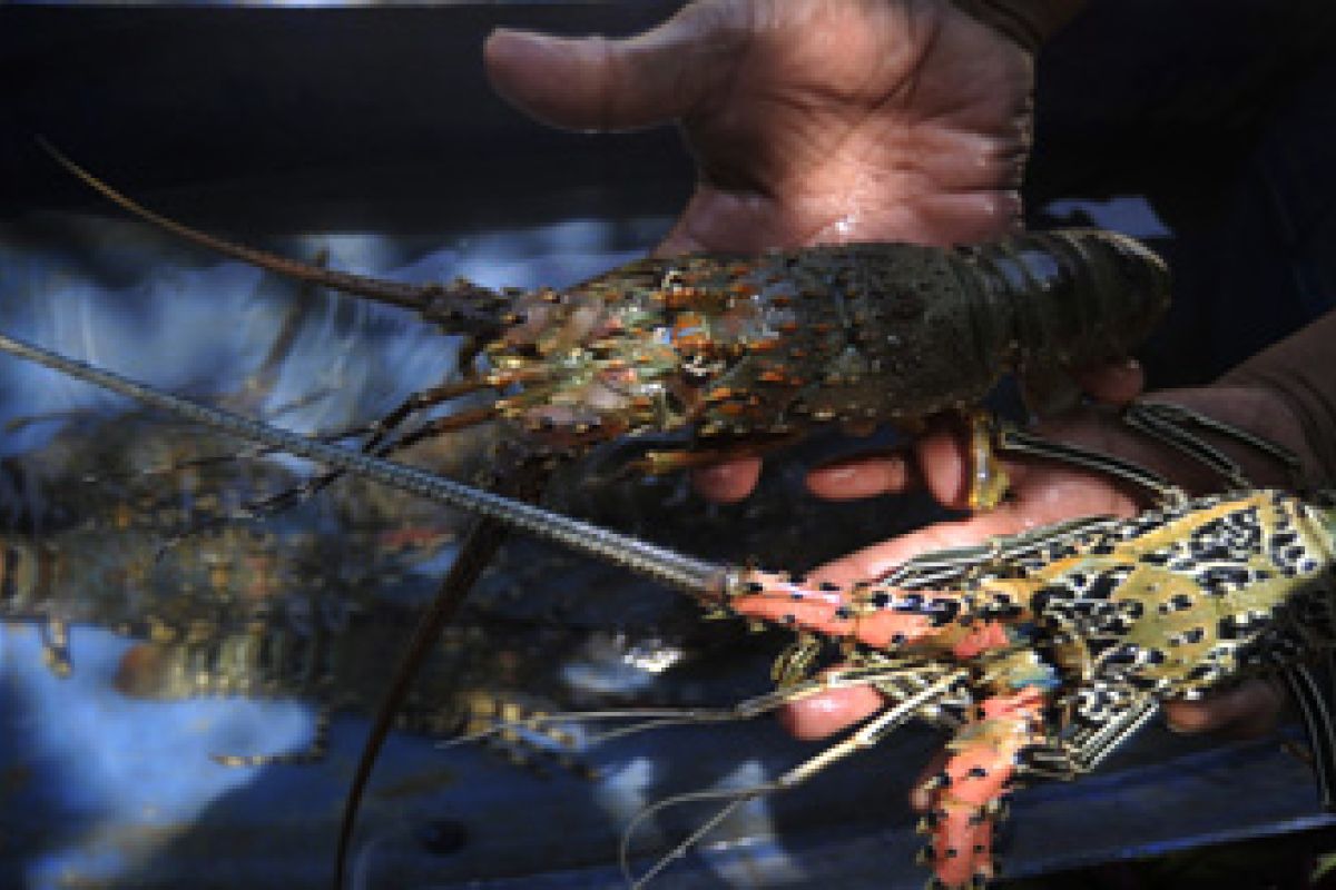 Larangan Penangkapan Lobster Positif untuk NTT