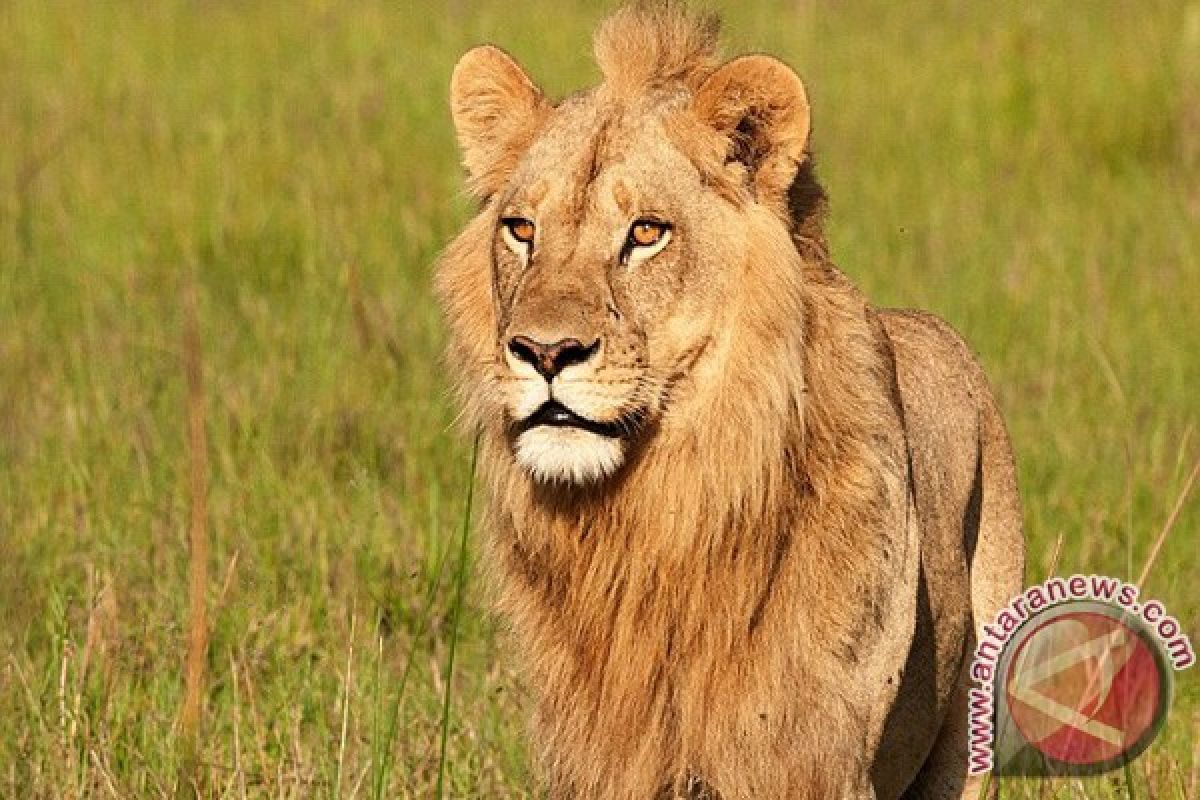 Singa jantan bunuh singa betina di kebun binatang
