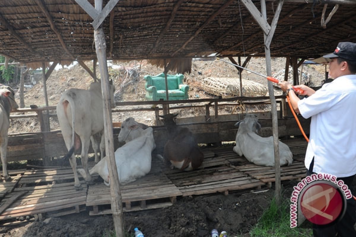 Hewan Kurban di Baturaja hasil peternak lokal 