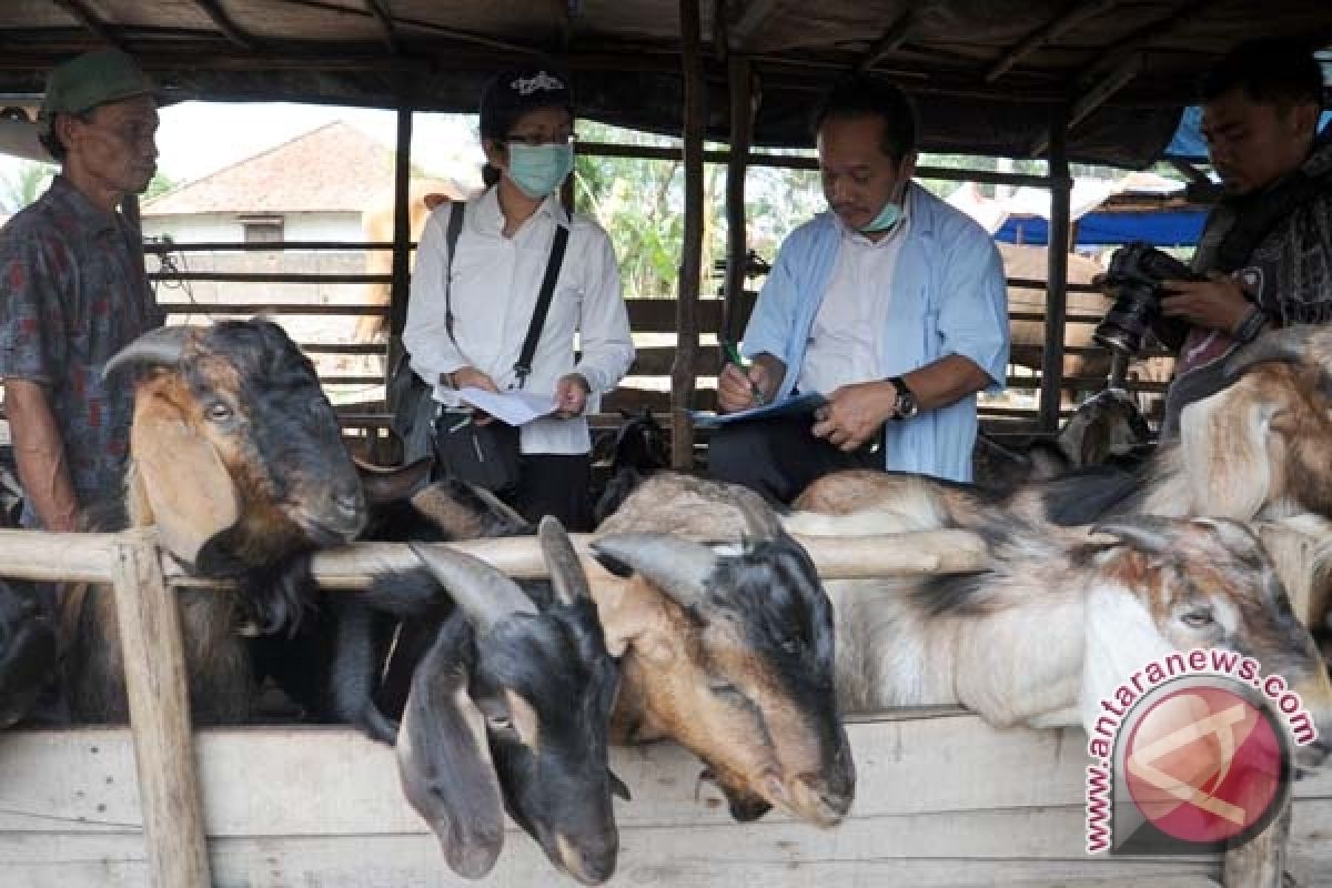 Pemkot Palembang imbau warga teliti beli hewan kurban