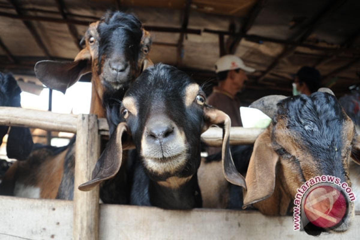 Telkomsel sumbang daging kurban