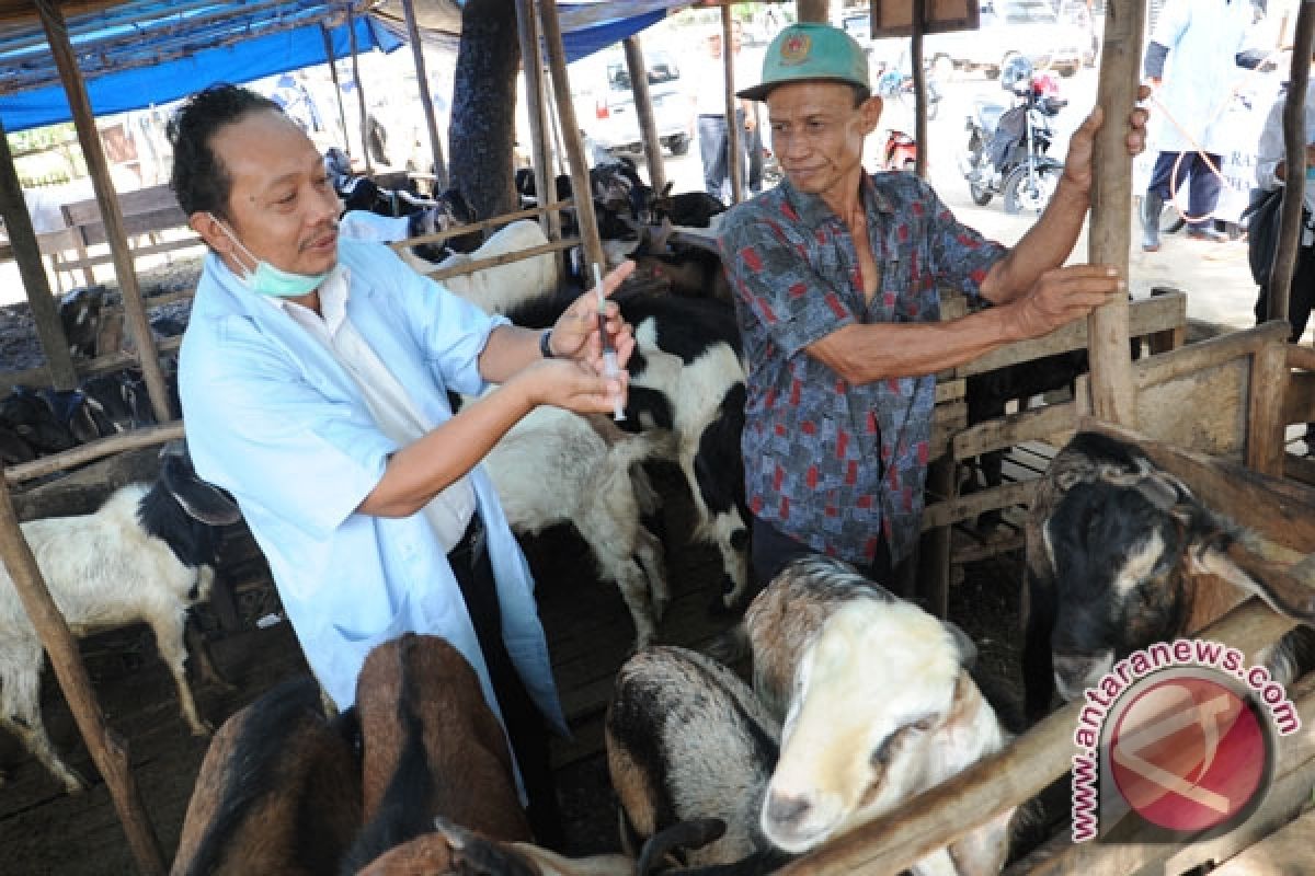 Pedagang hewan kurban di Palembang mulai bermunculan