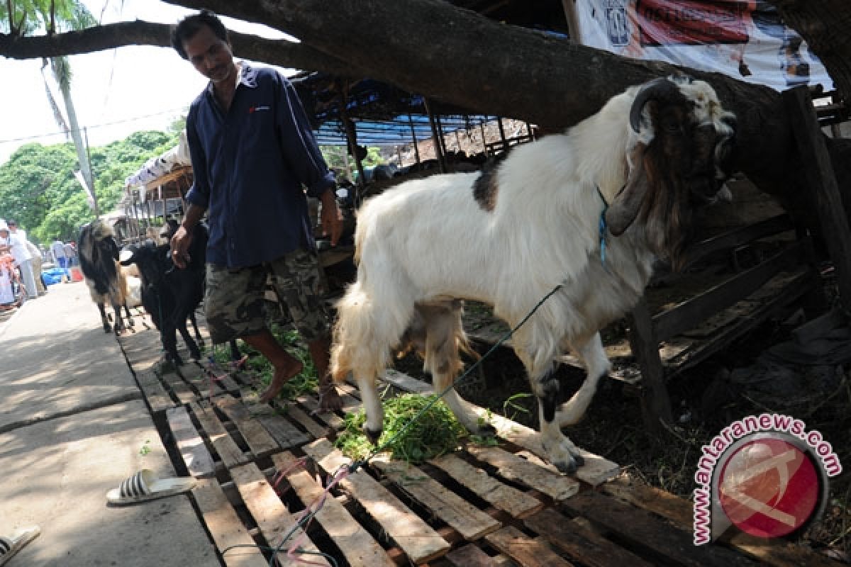Pedagang hewan kurban di Palembang bermunculan