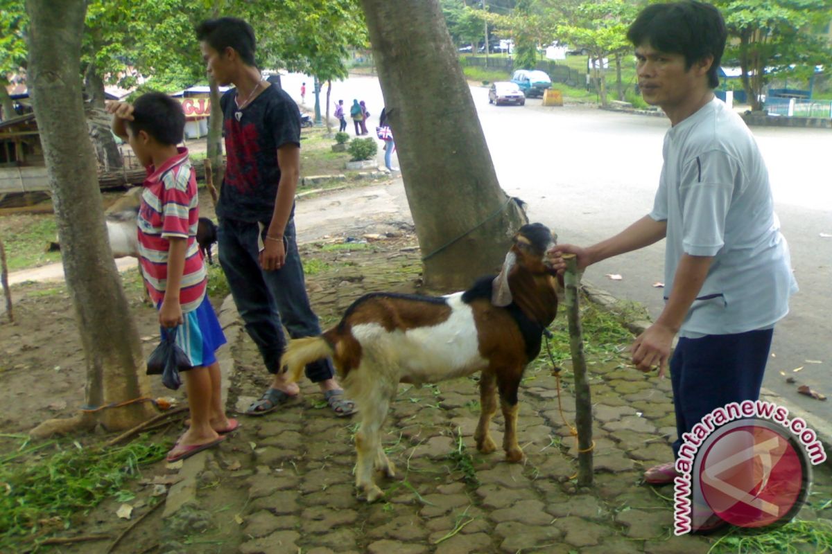 Penjualan kambing terus meningkat 