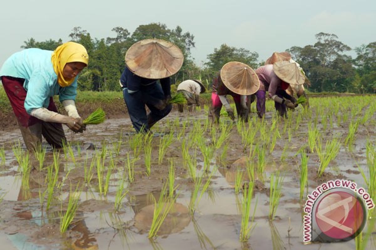 Petani Lebak ditargetkan percepatan tanam padi 43.000 hektare