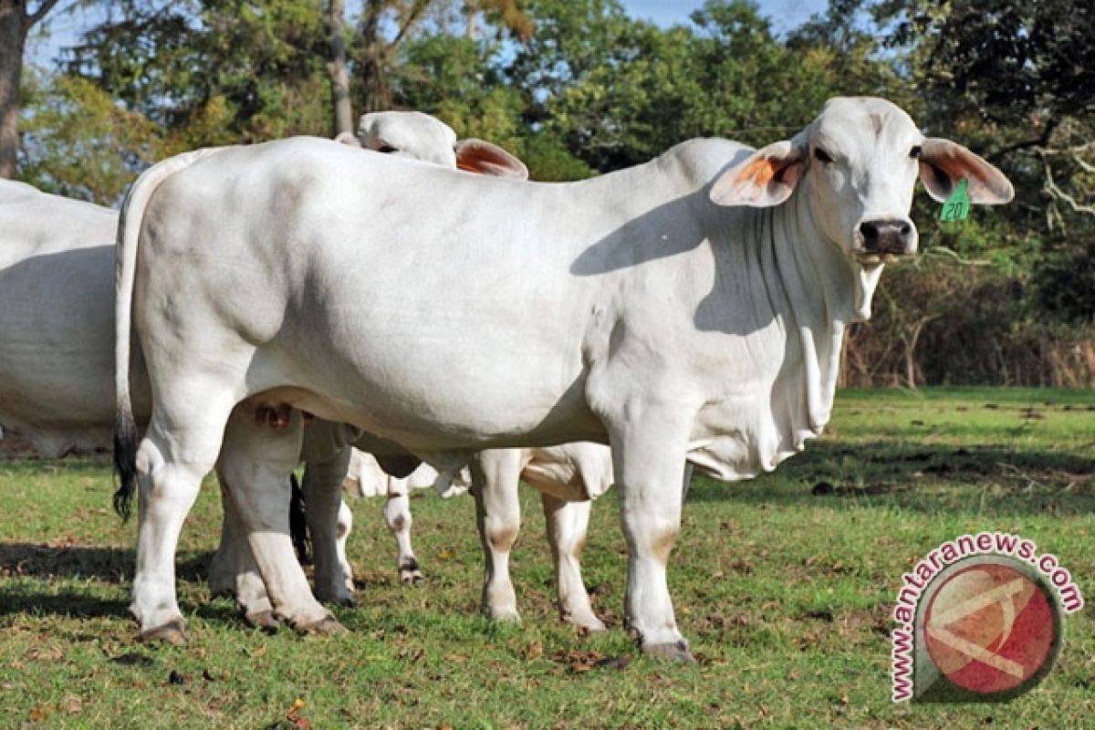 Sapi dari Malaysia tiba di Rejang lebong