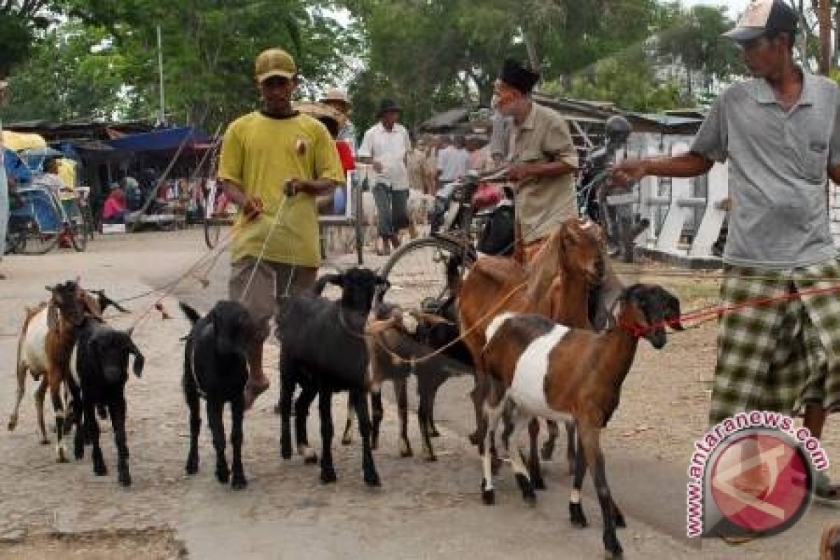 Jelang Idul Adha, DPPKH sosialisasi penanganan hewan kurban