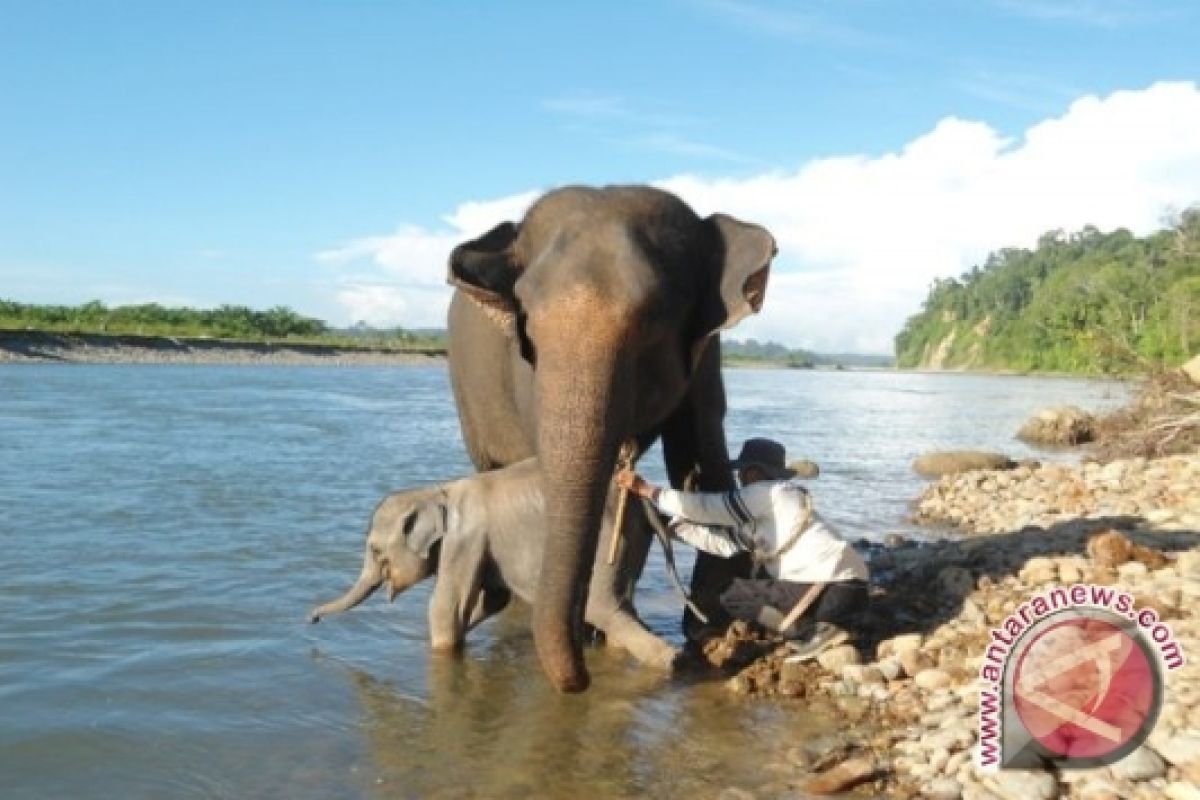 Bengkulu susun rencana aksi Koridor Gajah Seblat