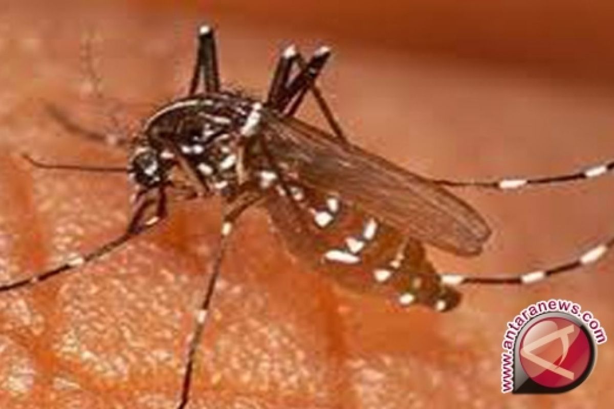 Dinkes Basel: waspadai malaria di musim hujan 