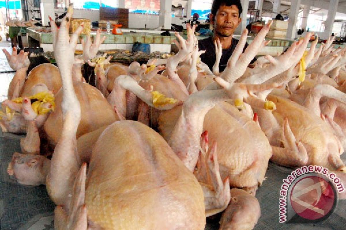 Harga ayam potong naik jelang kenaikan harga BBM