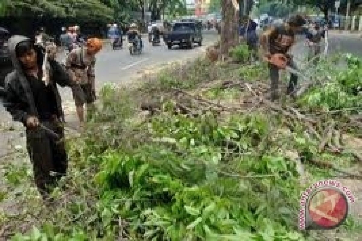 Pohon perindang yang keropos dipangkas bertahap 