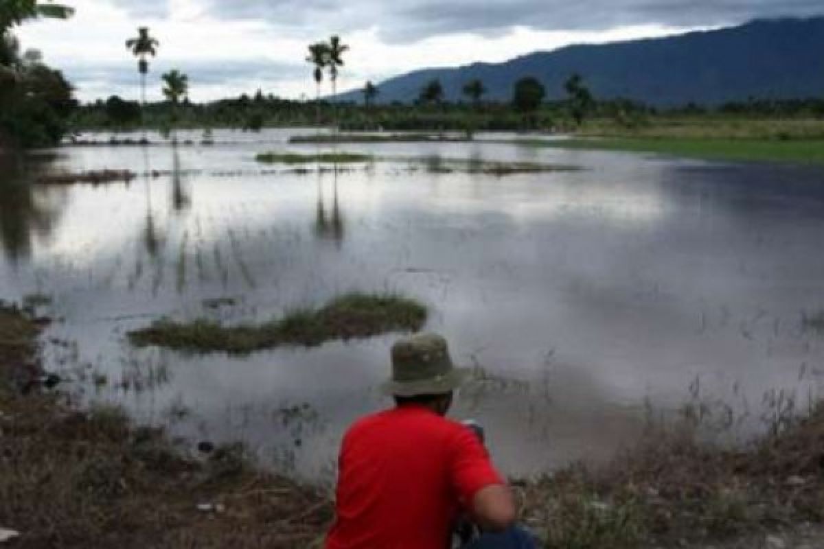 Banjir Kampar Rendam 50 Puluh Rumah 