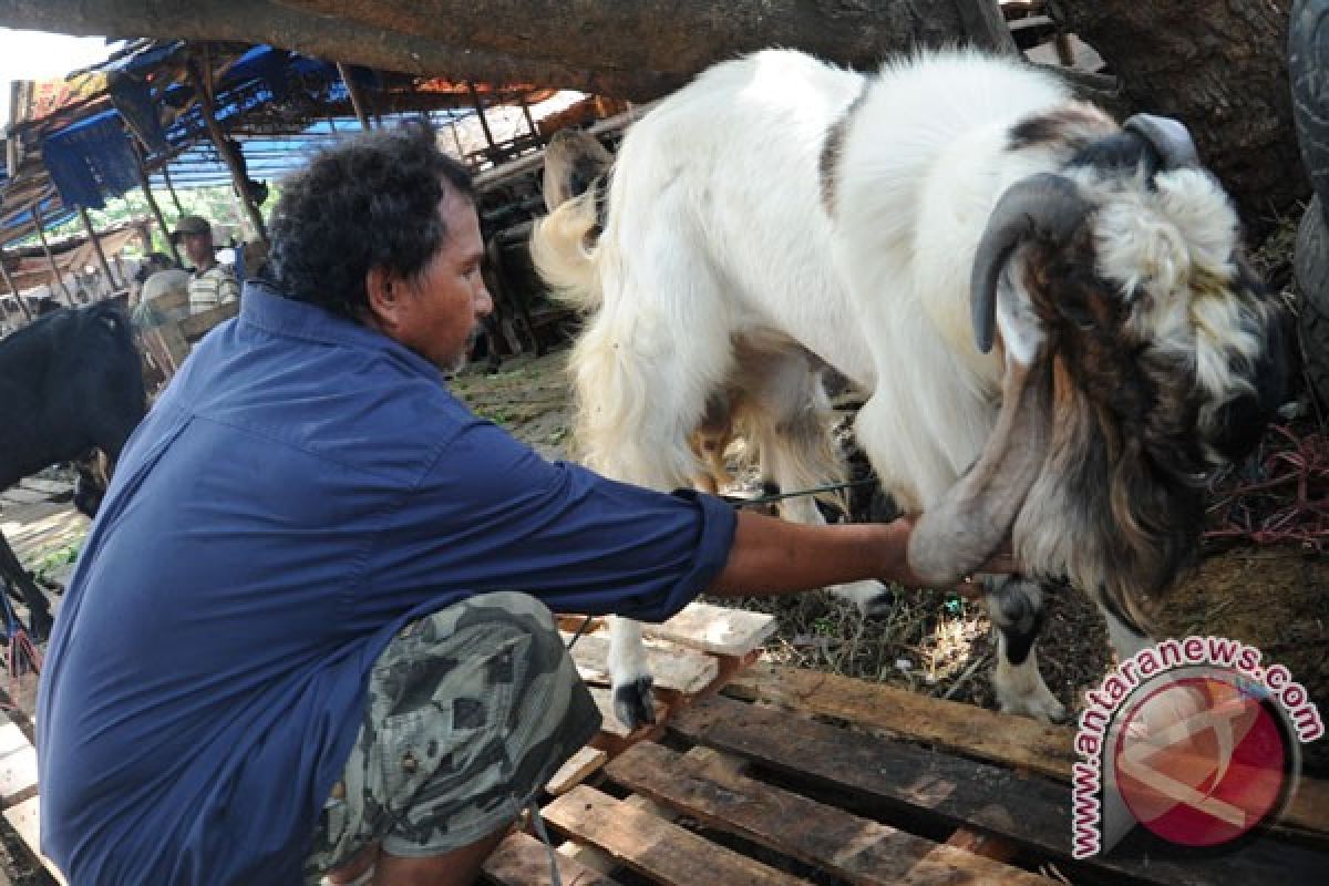 Kambing etawa