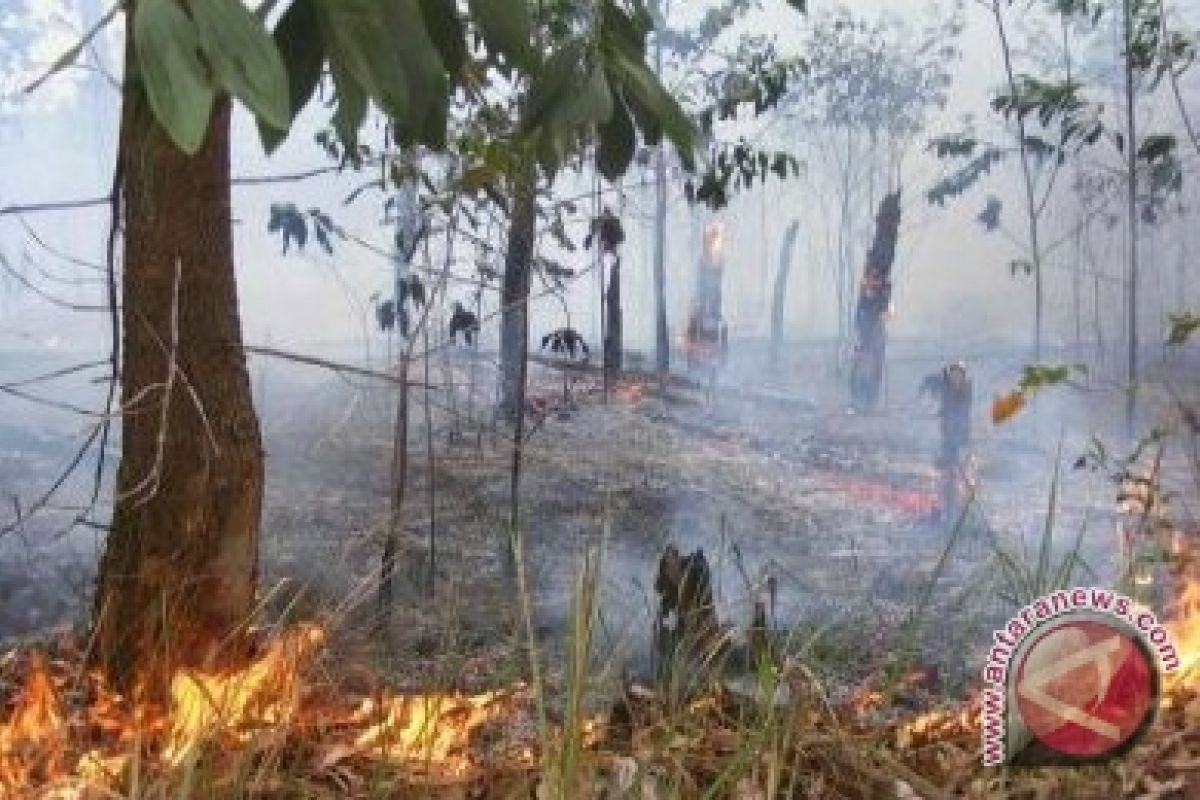 Menhut: kerusakan hutan Indonesia turun