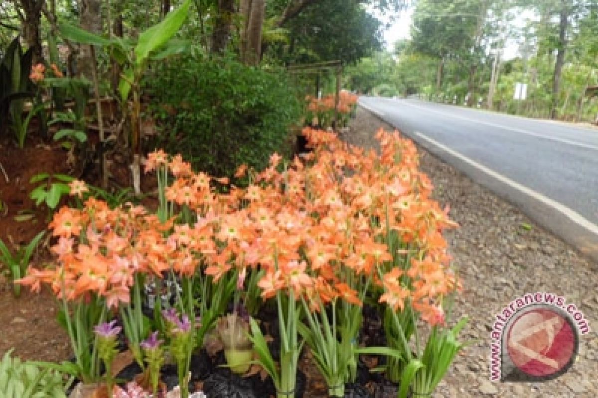 Kebun bunga amaryllis masih ramai dikunjungi wisatawan