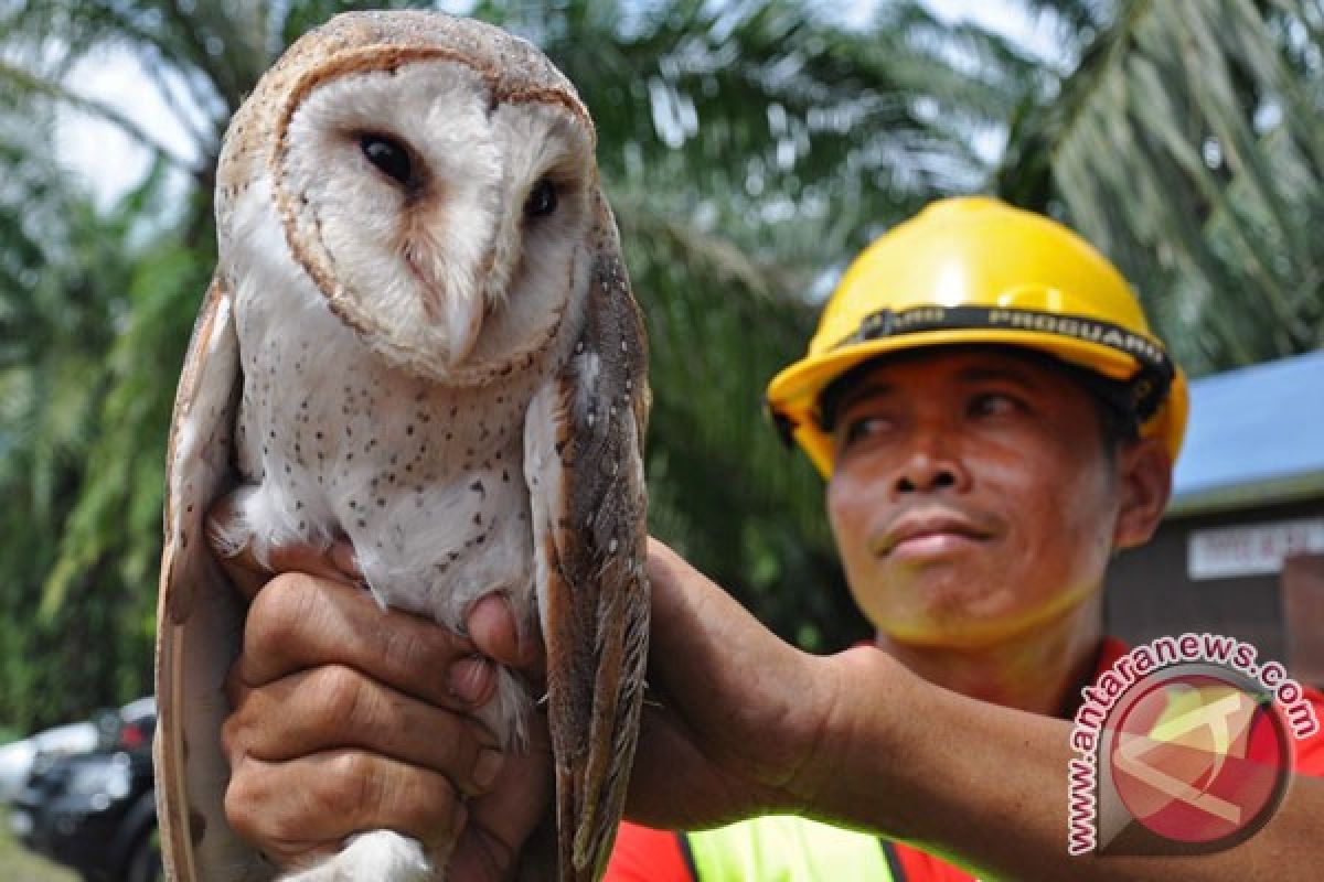 Warga Lebak diminta tidak memburu burung hantu