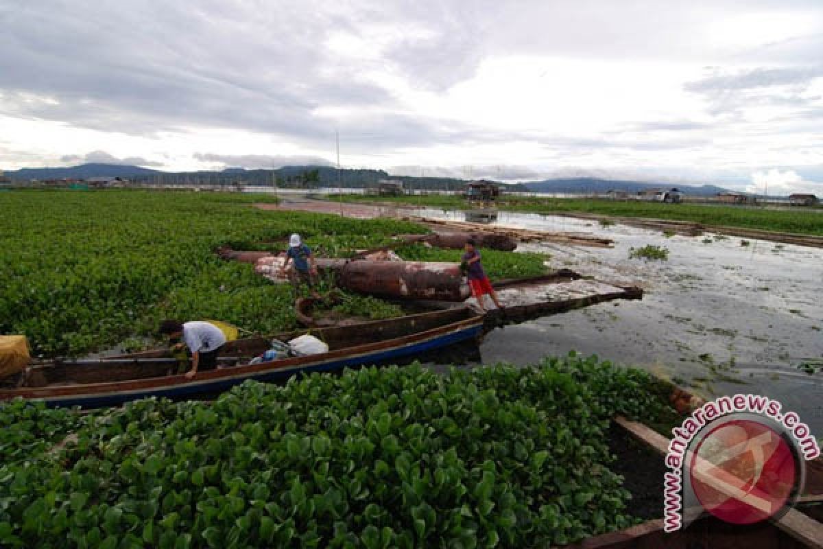 Water hyacinth silts up Lake Tondano
