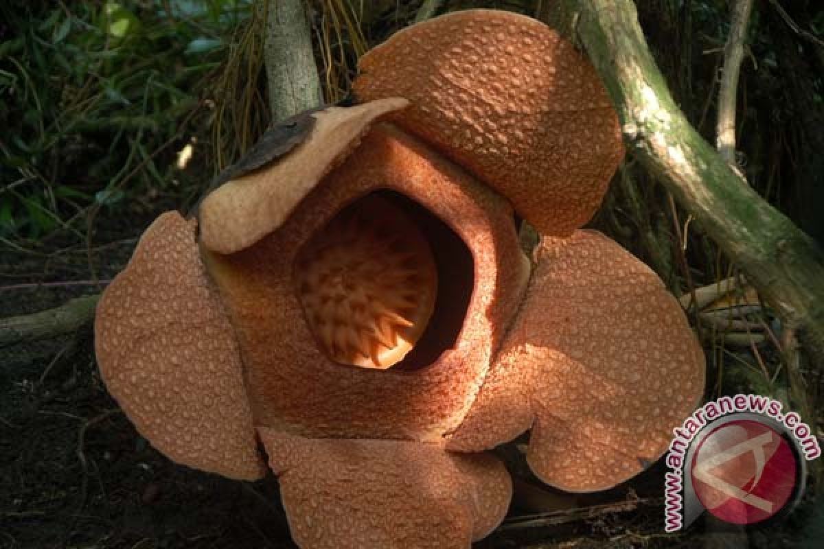Rafflesia Patma di Kebun Raya Bogor mekar lagi