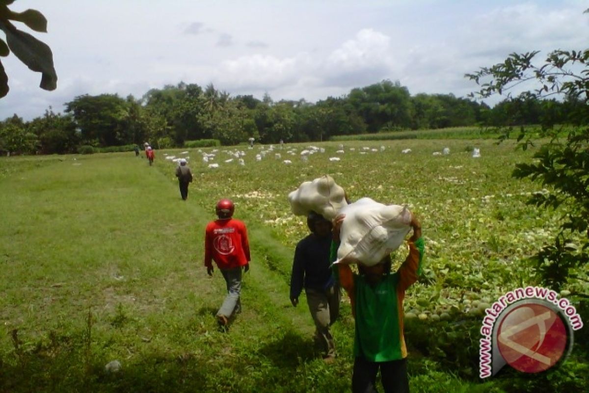 Bantul tidak merekomendasi lahan pertanian ditanami melon