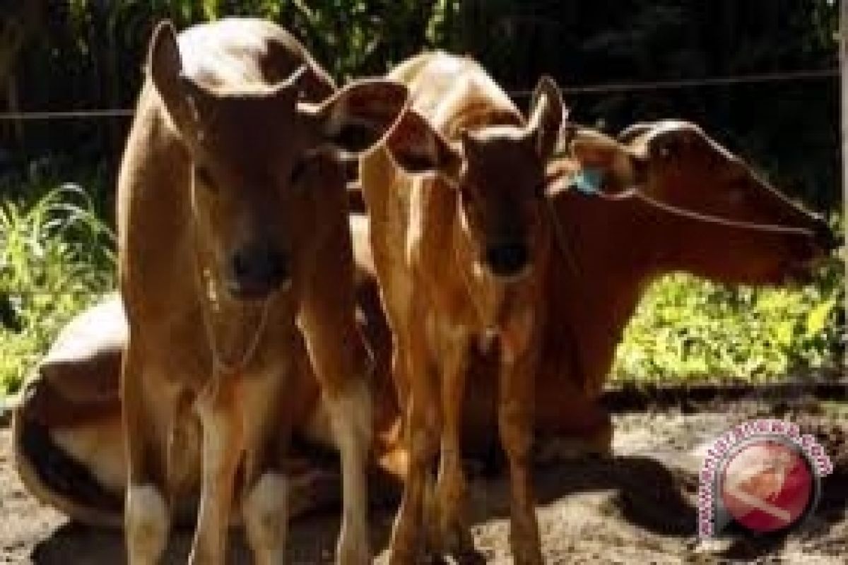 Gunung Kidul panen "pedet" dari inseminasi buatan