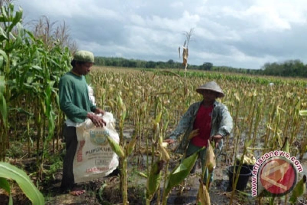 Panen jagung Kulon Progo capai 55 kuintal/hektare