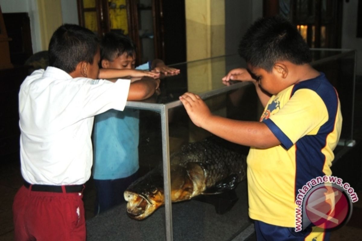 Melihat mumi Ikan Arapaima Gigas di Museum Belitung