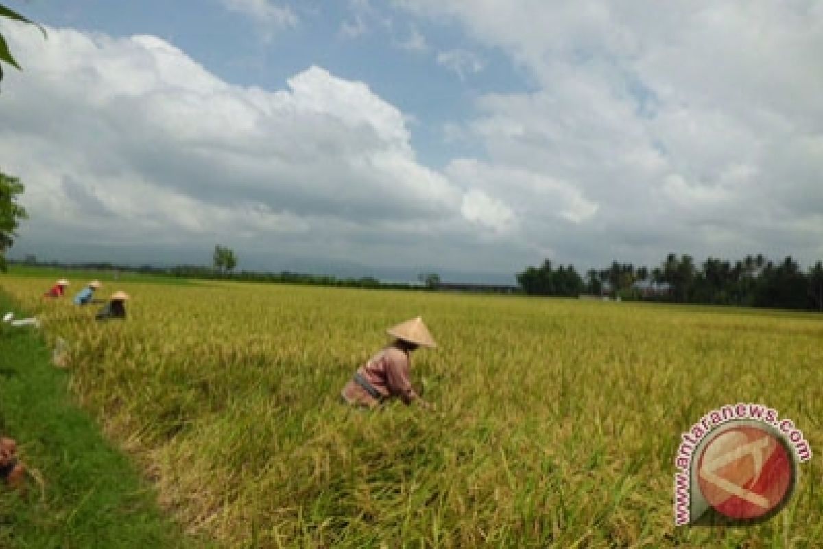 Produksi padi tingkat petani di Sleman melimpah 