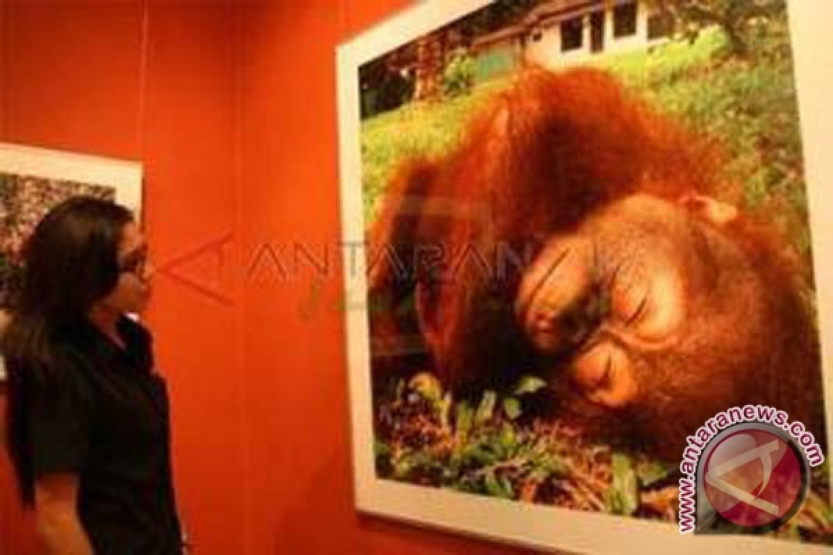 Regina Safri jadi "pahlawan" orangutan