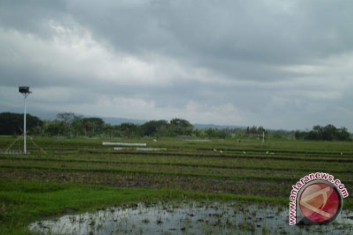 Puluhan hektare sawah di Sleman diserang tikus