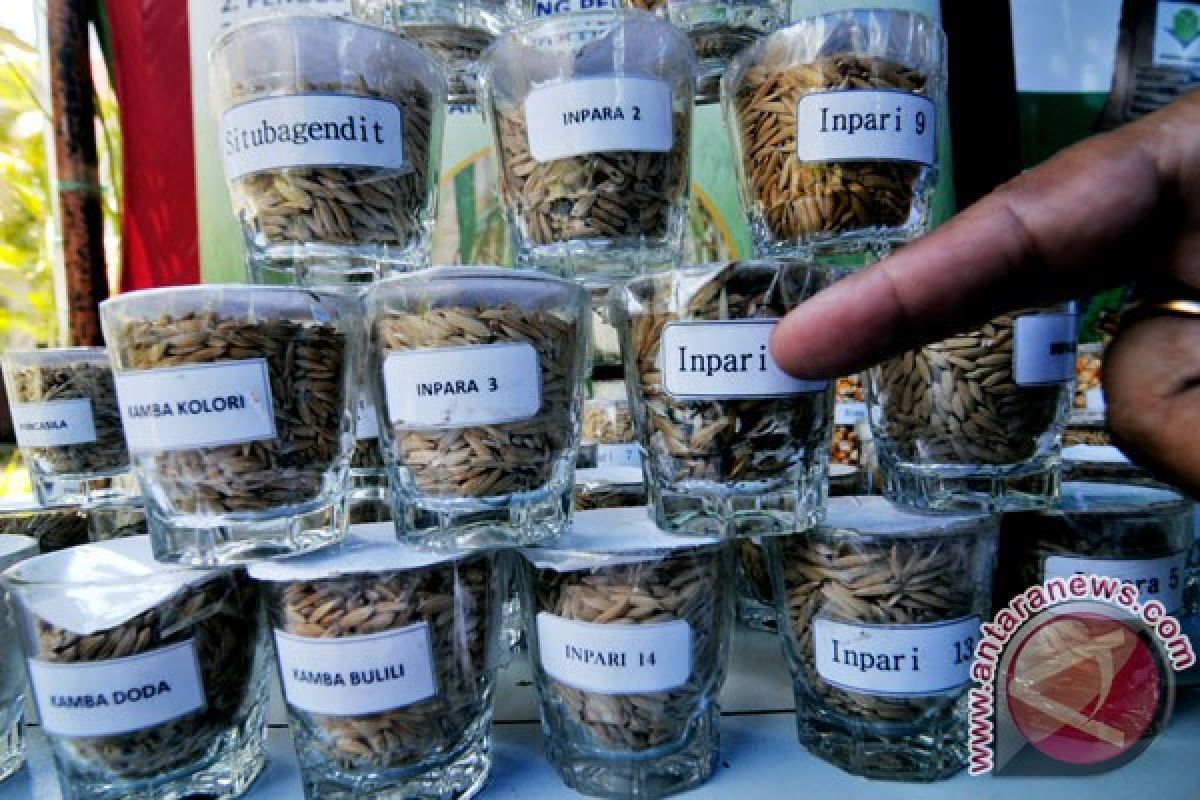 Balitbang Kementerian Pertanian kembangkan varietas padi rendah emisi