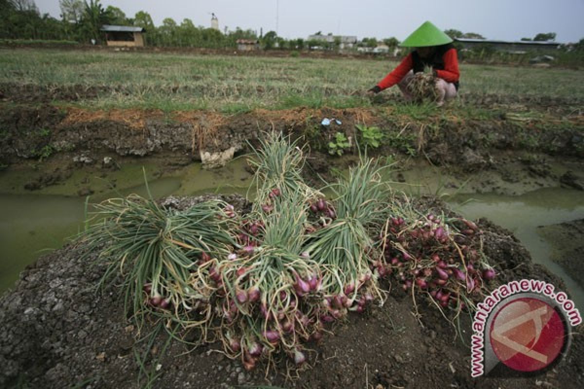 Panen bawang di Cirebon sangat kecil