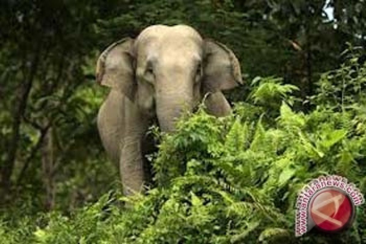 Gajah Sumatera di Jambi tersisa 40 ekor