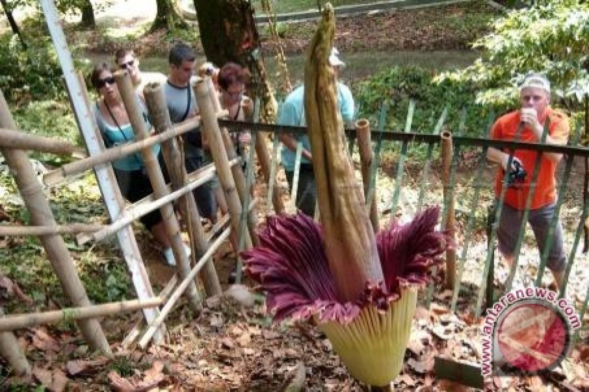 Bunga bangkai dalam pot pertama berhasil mekar