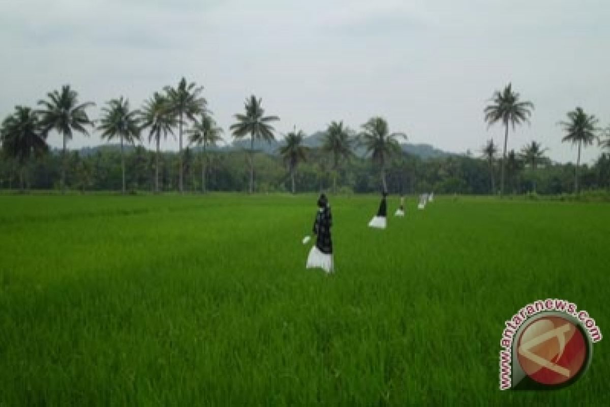 Kulon Progo akan cetak sawah lima hektare