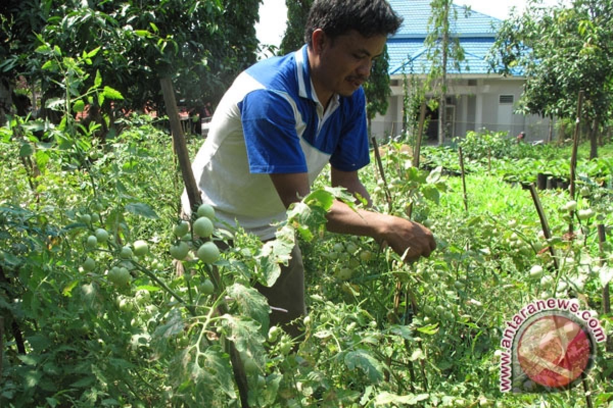 Harga tomat di Mukomuko mulai turun