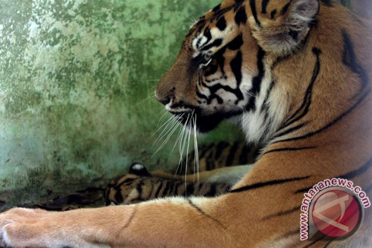 Sumatran tiger tresspasses village, preying on cattles in Bengkulu