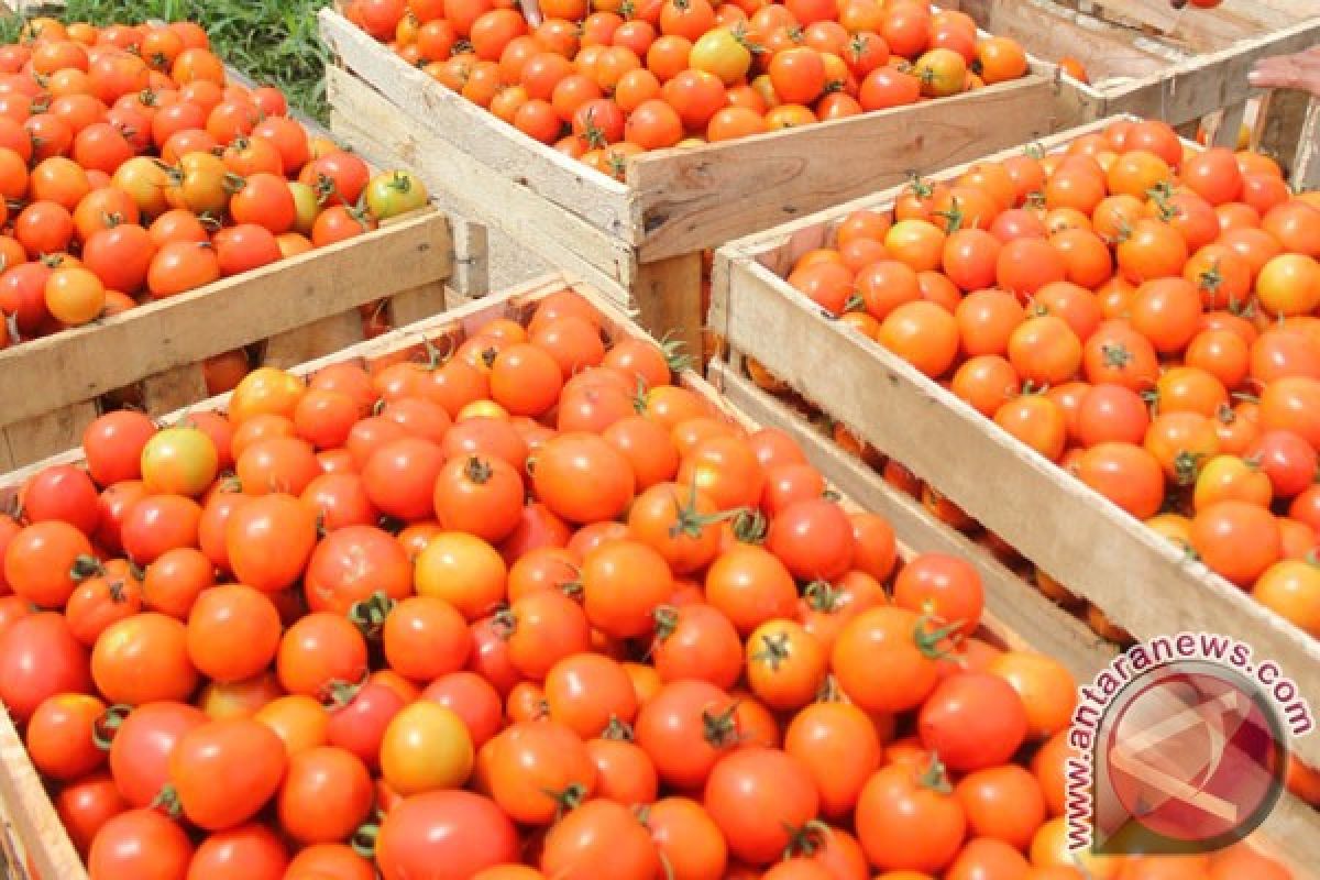 Tomat dapat kurangi risiko depresi