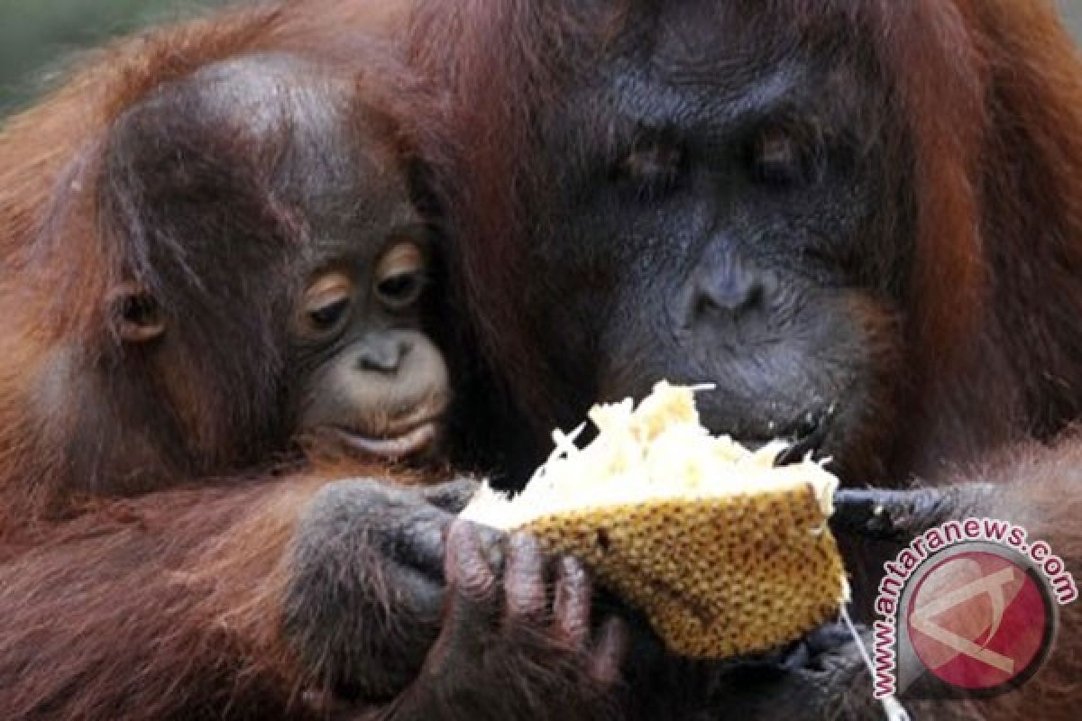An orangutan baby born in a wildlife park