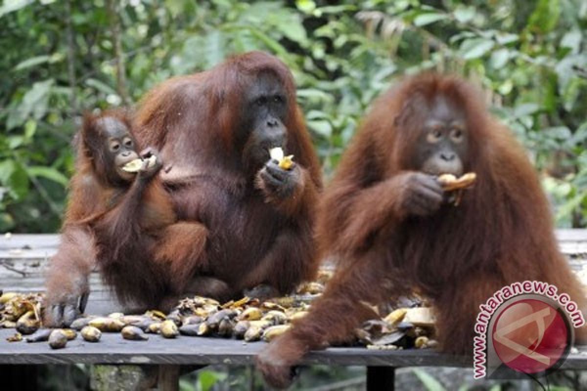 Populasi orangutan turun 80 persen