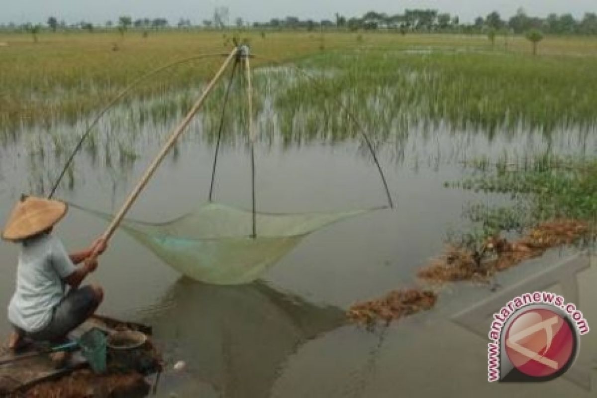 Belasan hektare sawah di Lampung terancam gagal panen