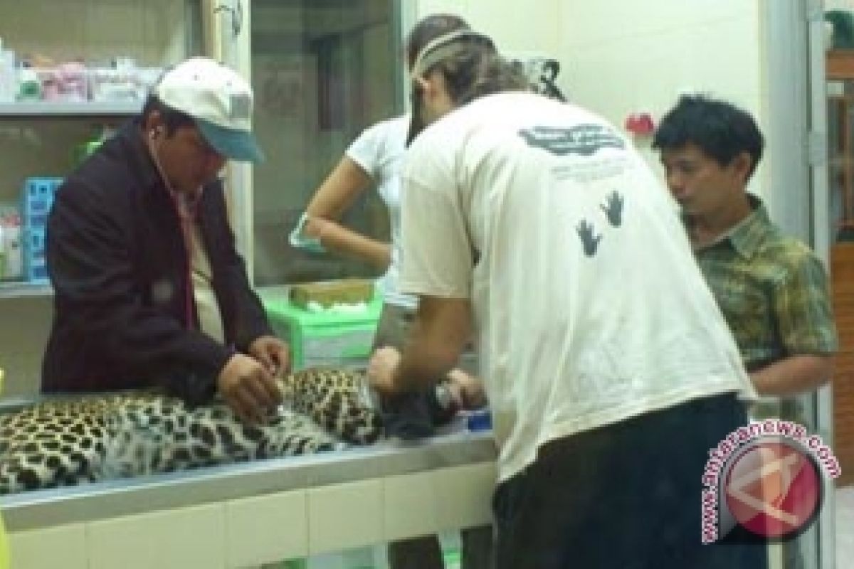 BKSDA Sulut pulangkan seekor macan tutul ke Jawa