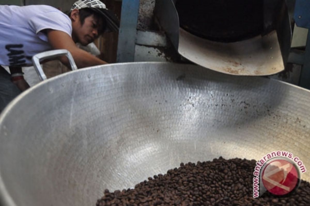 Panen kopi berlangsung, produksi kopi luwak digenjot