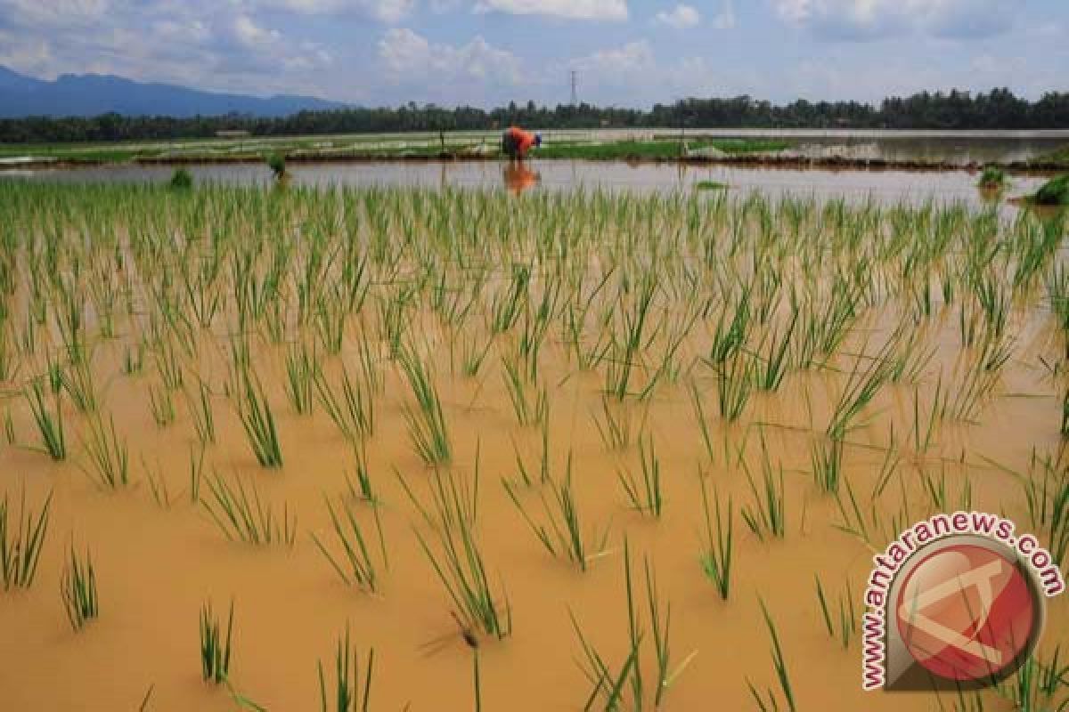 Kebun dan Sawah di Sarolangun terrendam banjir 