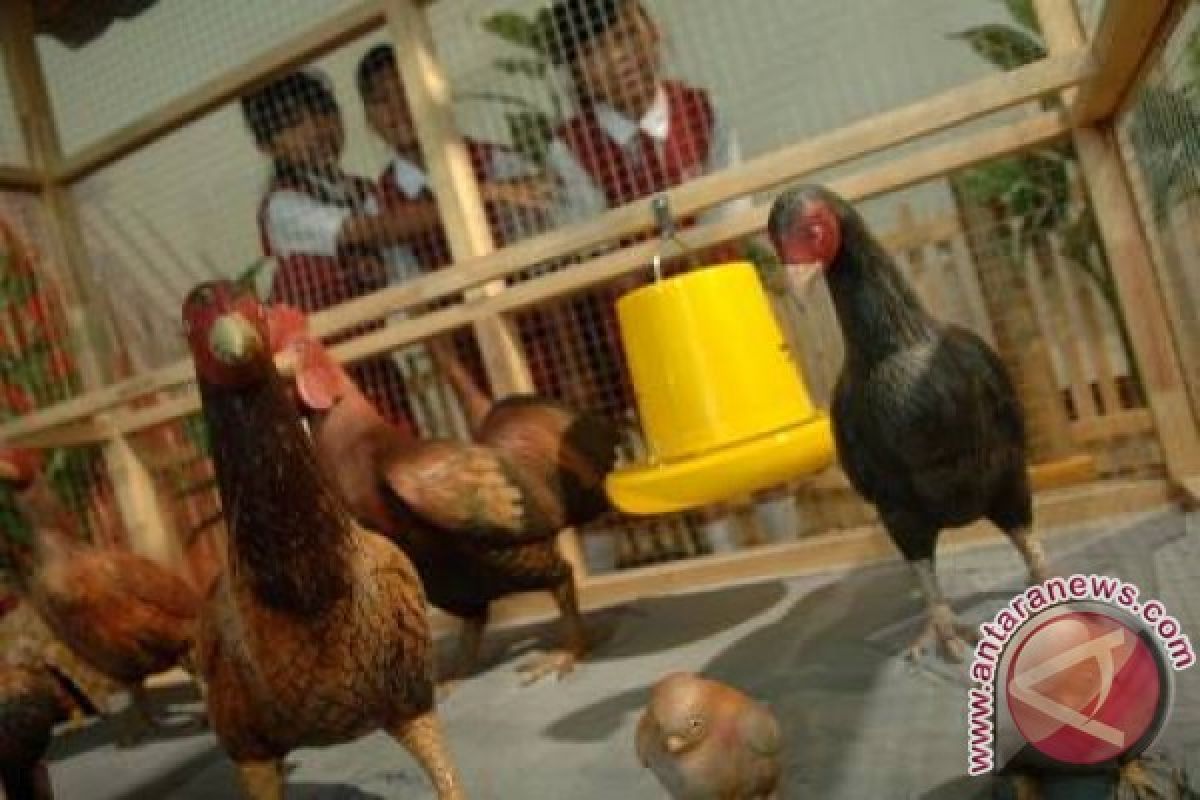 Jerman memusnahkan lebih dari 500.000 unggas karena flu burung