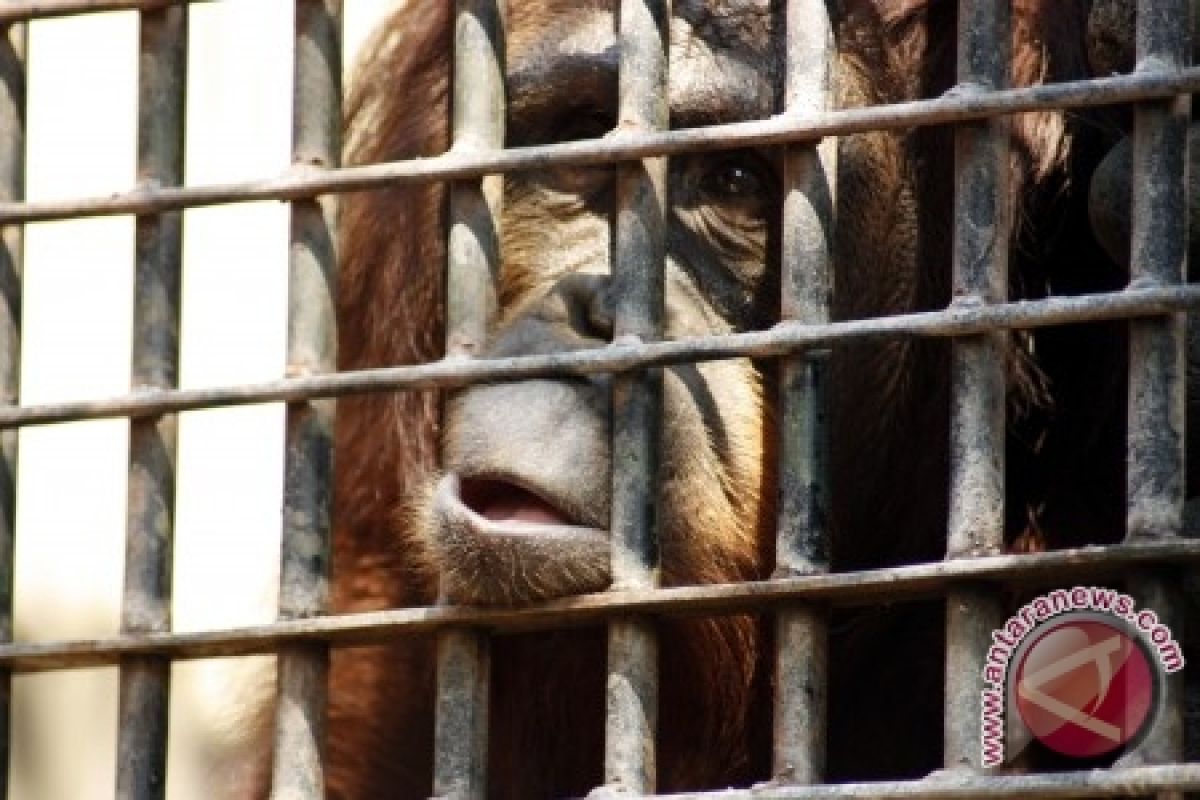 12 Orangutan Dilepasliarkan Di Hari Bumi 