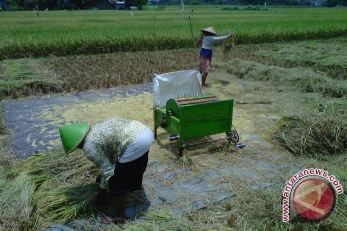 Petani Bantul belum berminat ikut asuransi pertanian