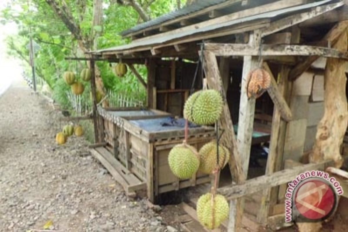 Petani durian Gunung Kidul gagal panen 