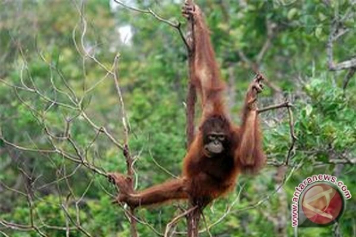 Perusahaan SKD Diduga Langgar Aturan Tangkap Orangutan 